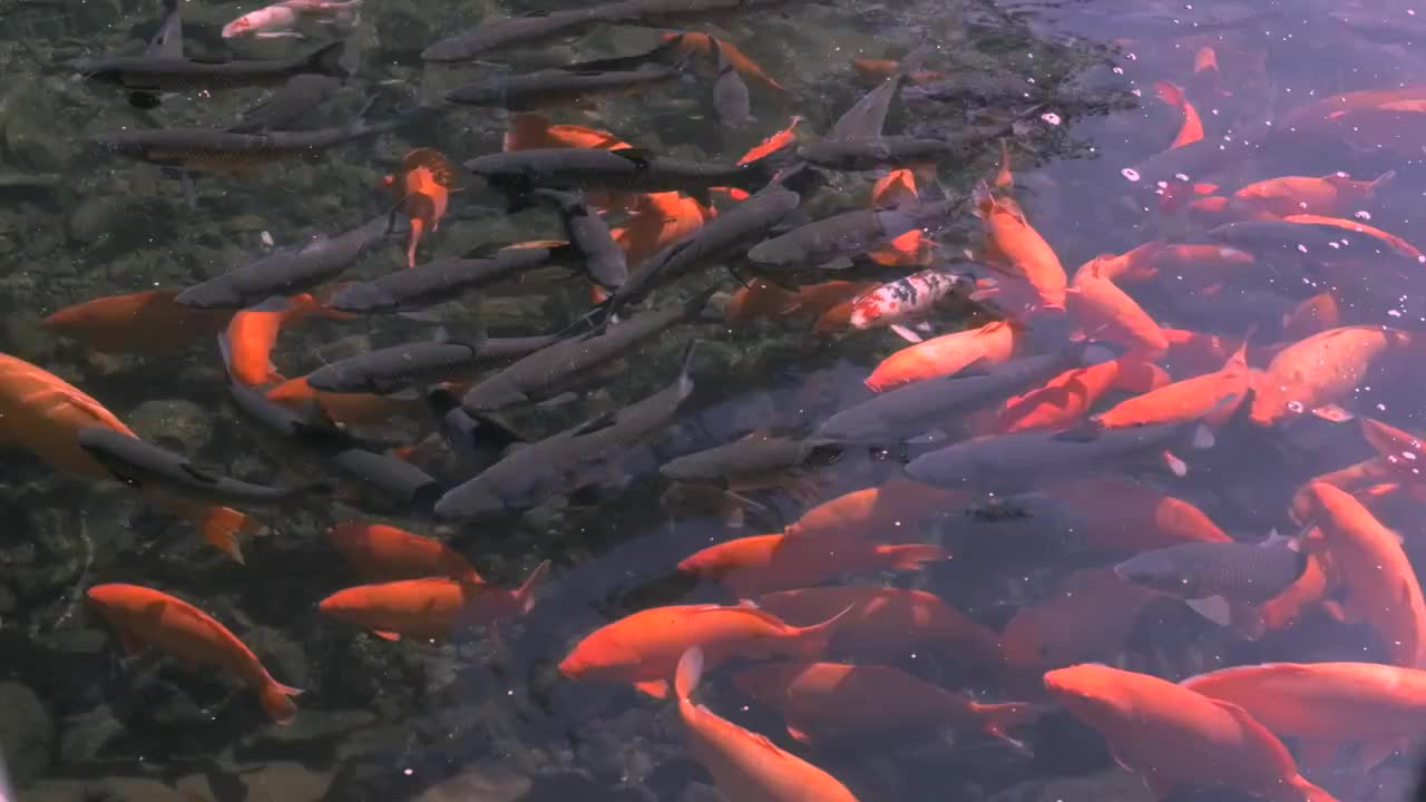 清澈的湖水里，大群的鲤鱼自在地游来游去视频素材