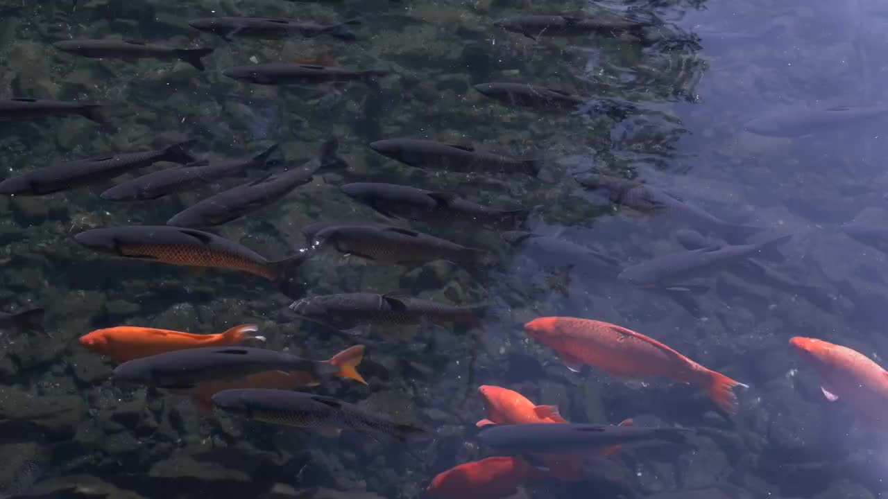 清澈的湖水里，大群的鲤鱼自在地游来游去视频素材