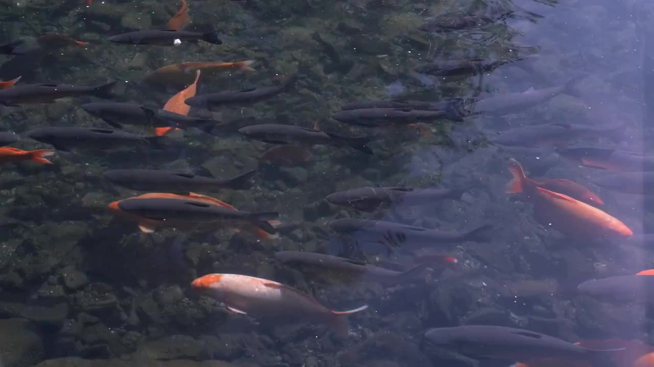 清澈的湖水里，大群的鲤鱼自在地游来游去视频素材