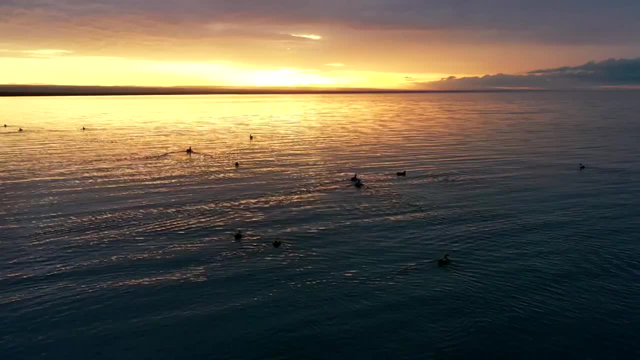 青海省海北藏族自治州青海湖日出水鸟航拍视频素材