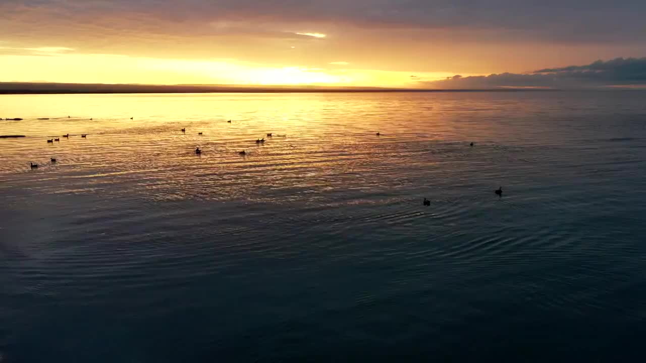 青海省海北藏族自治州青海湖日出水鸟航拍视频素材