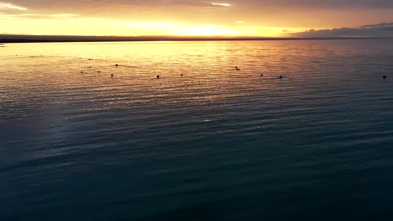 青海省海北藏族自治州青海湖日出水鸟航拍视频素材