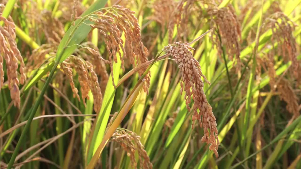 秋天稻田稻穗特写视频素材