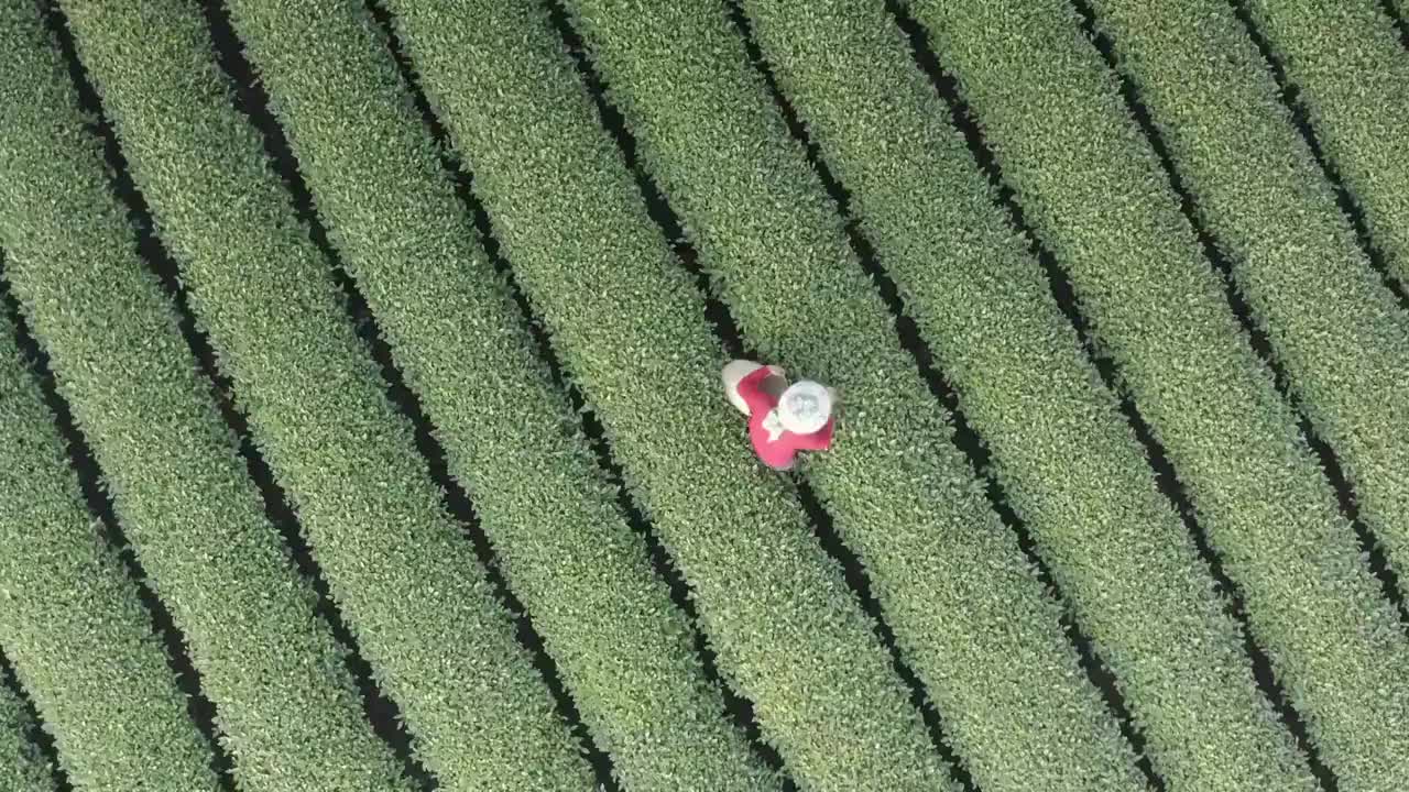 龙坞茶村采茶视频素材