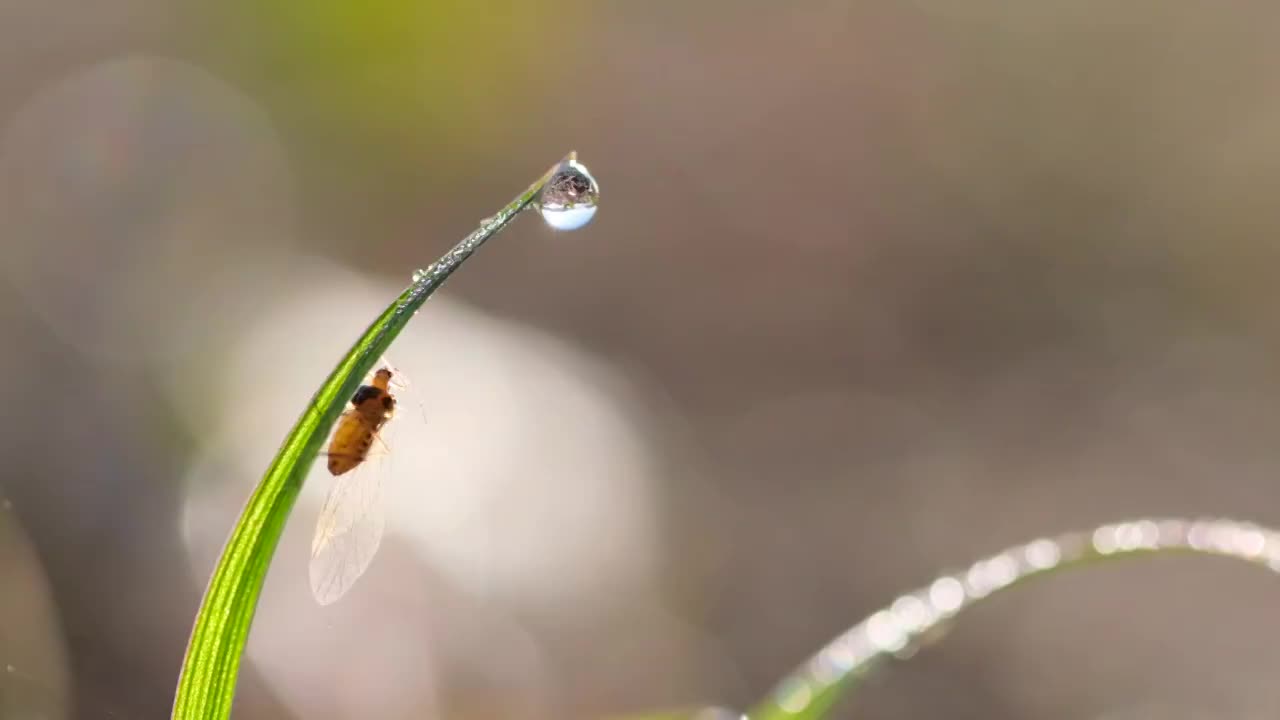 小草视频素材