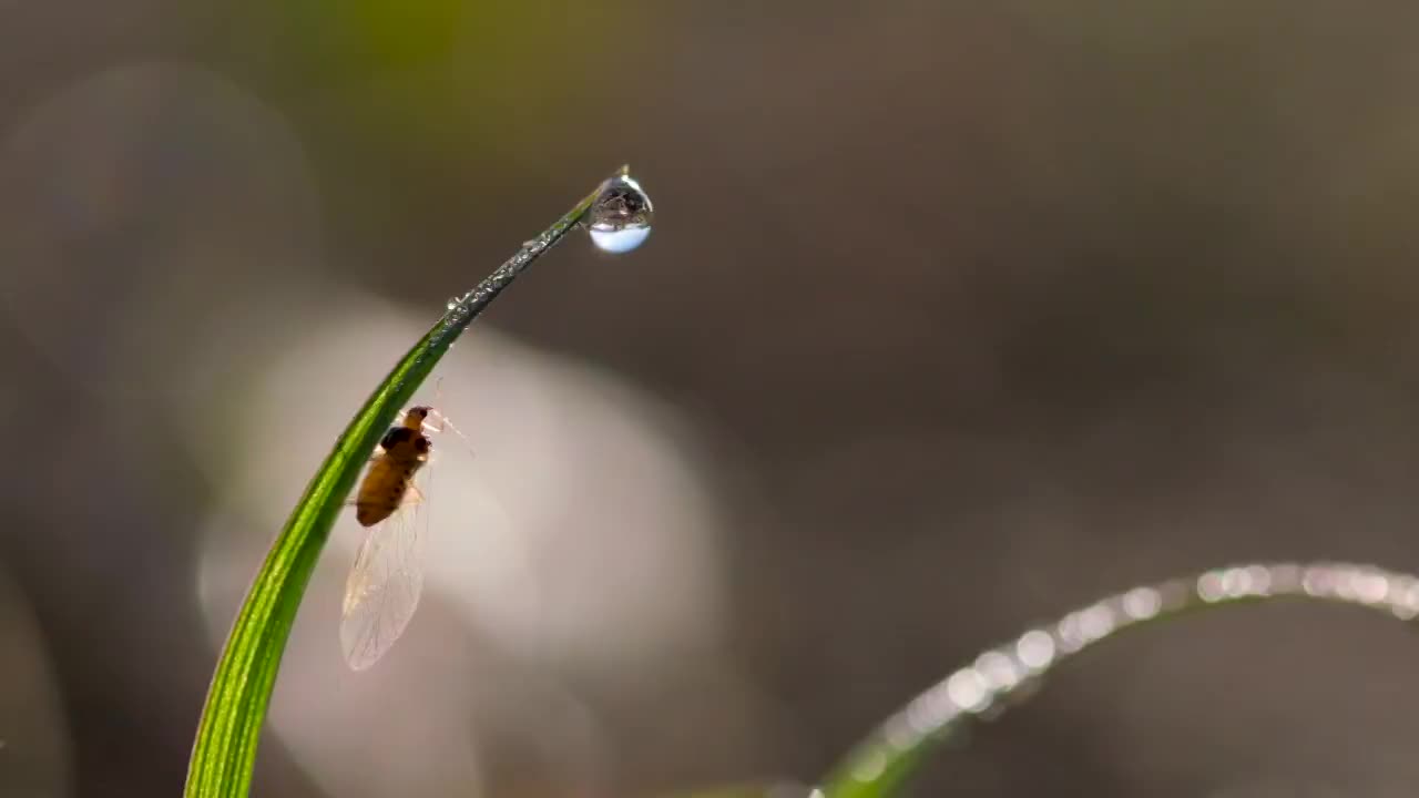 小草视频素材