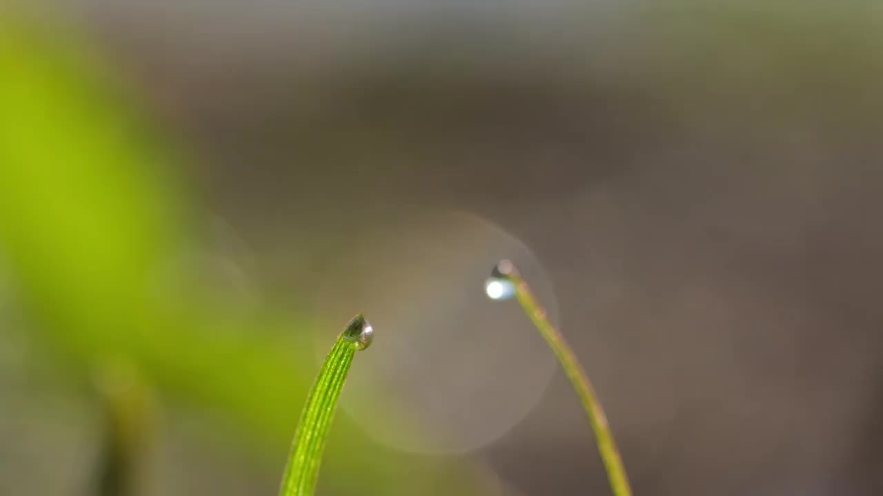 小草视频素材