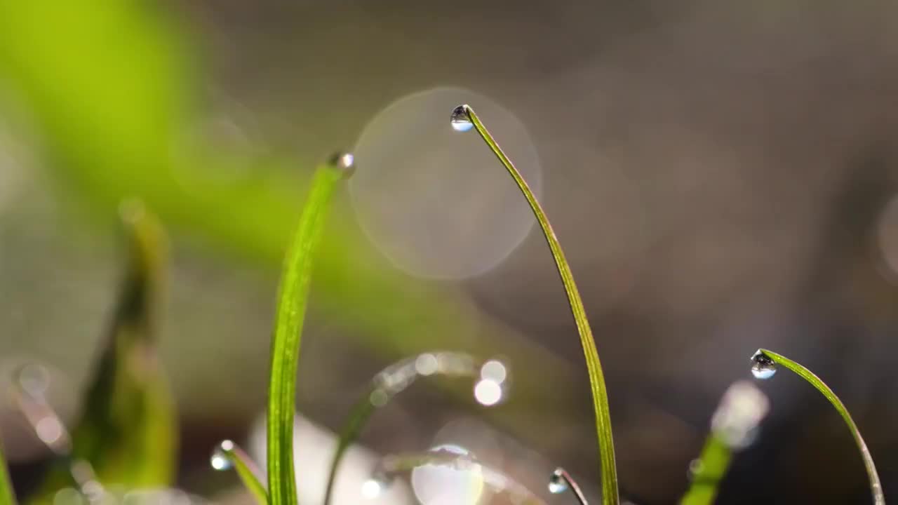 小草视频素材