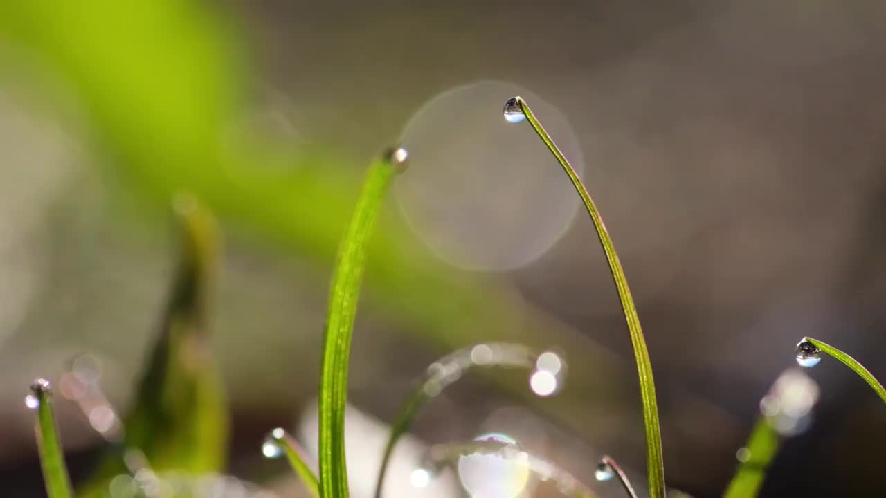 小草视频素材