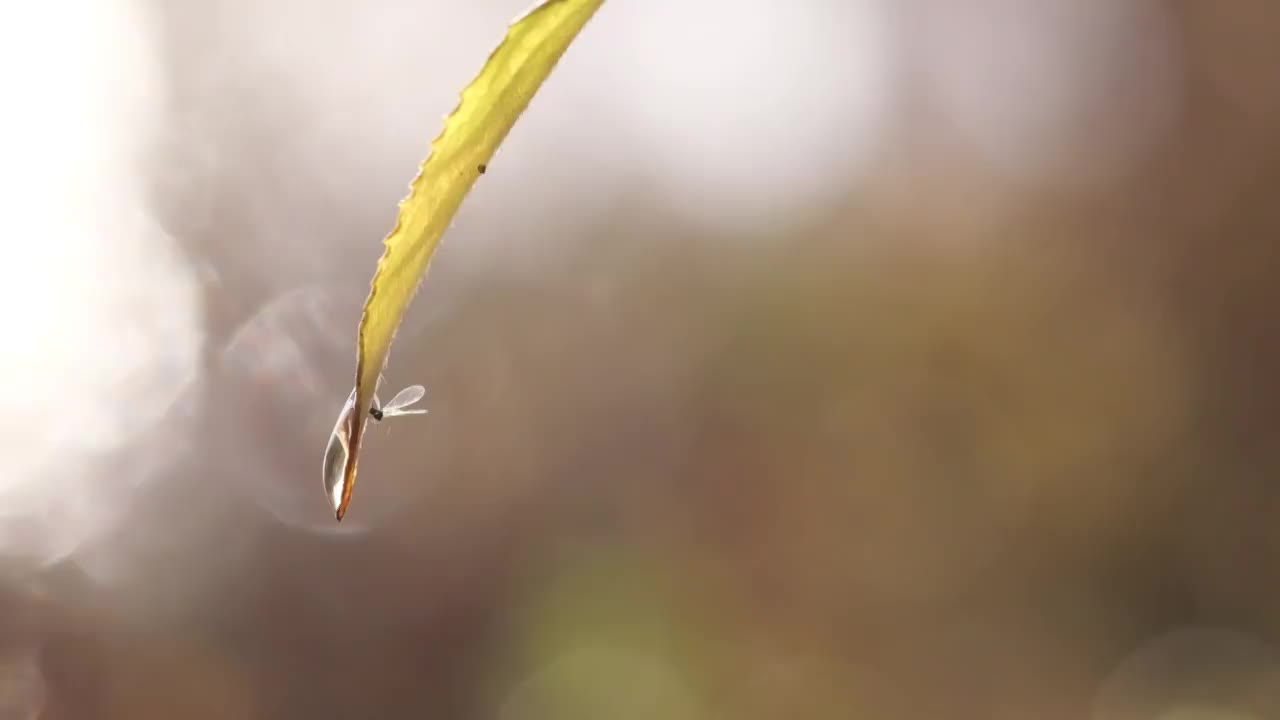 小草视频素材