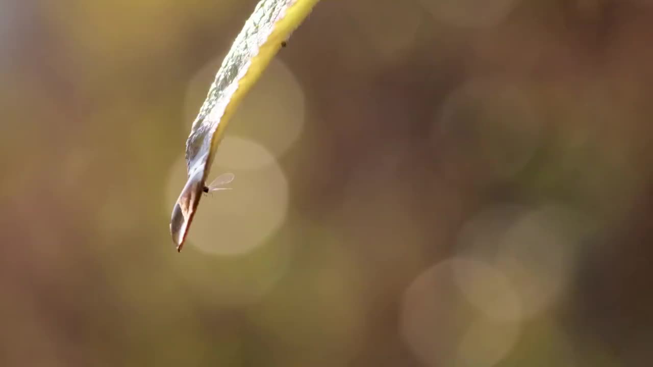 小草视频素材