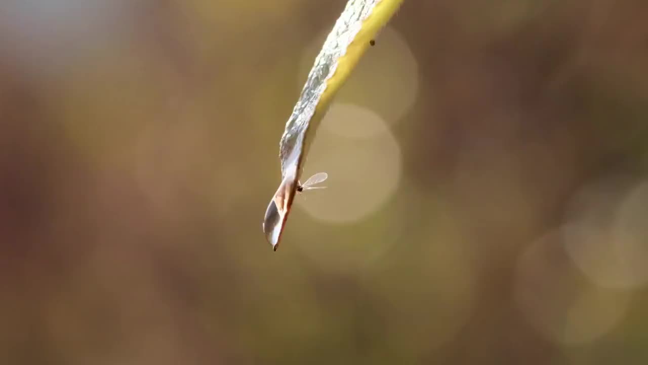 小草视频素材