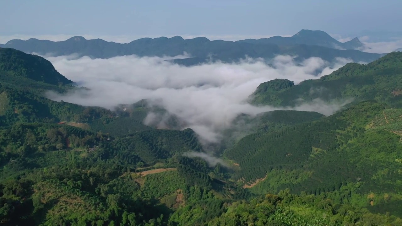 易武茶山视频素材