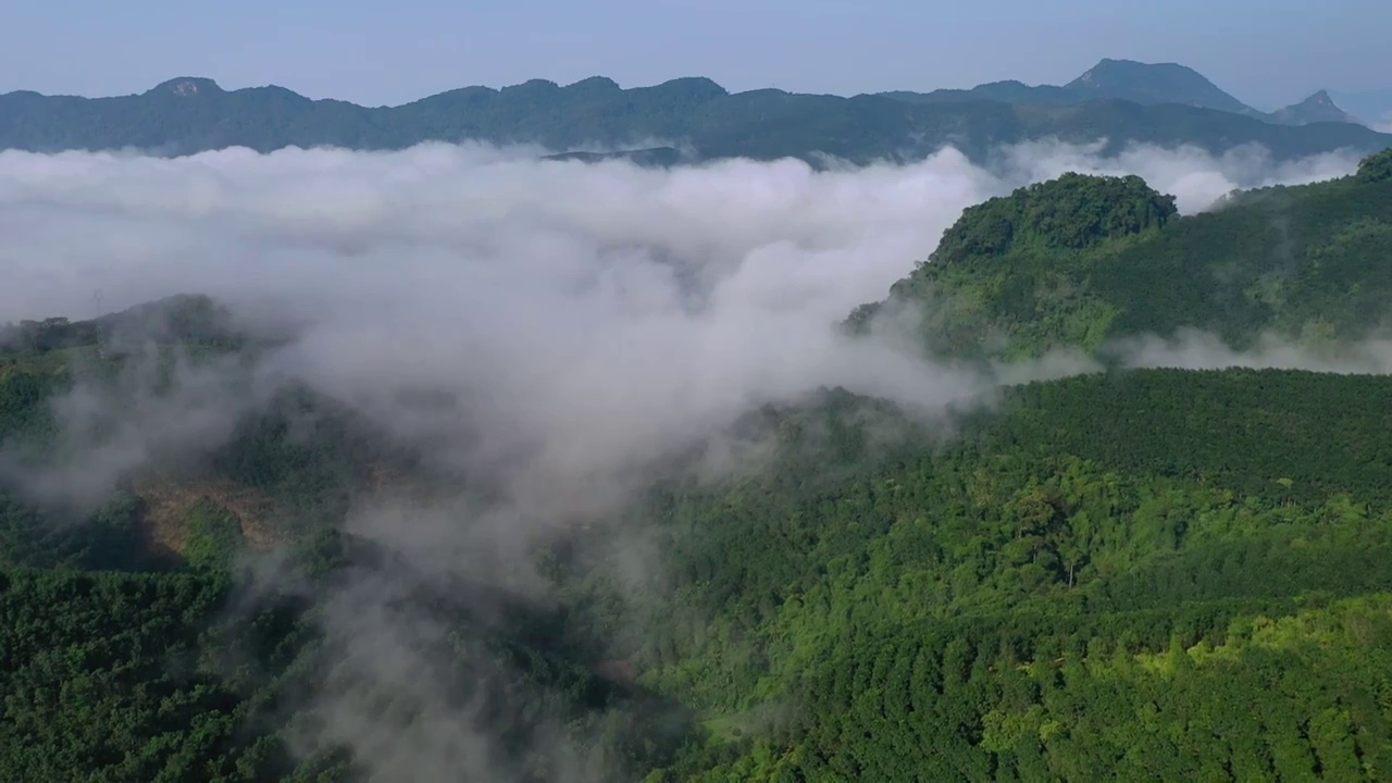 易武茶山1视频素材