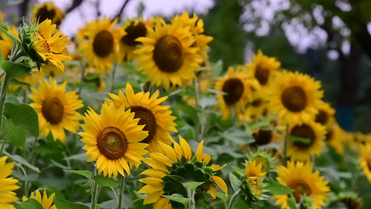 公园里随风摇动的向日葵花丛视频素材