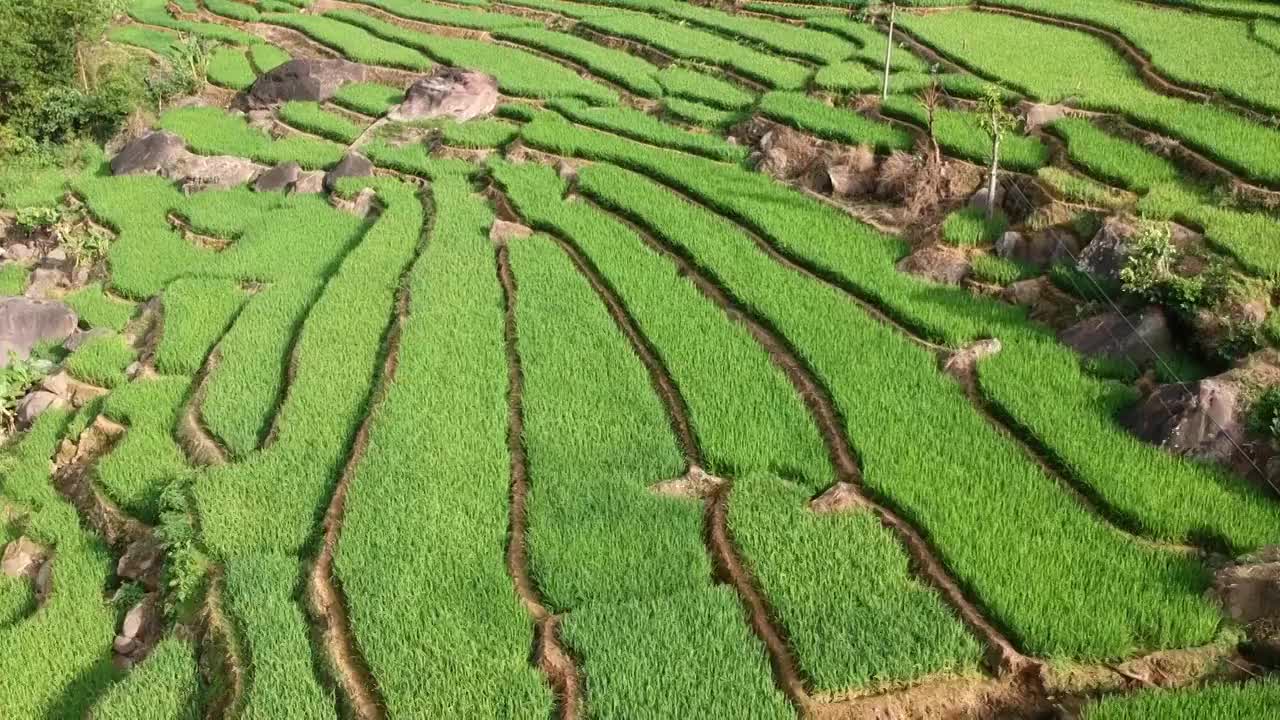 云南省玉溪市元江县梯田风光视频素材