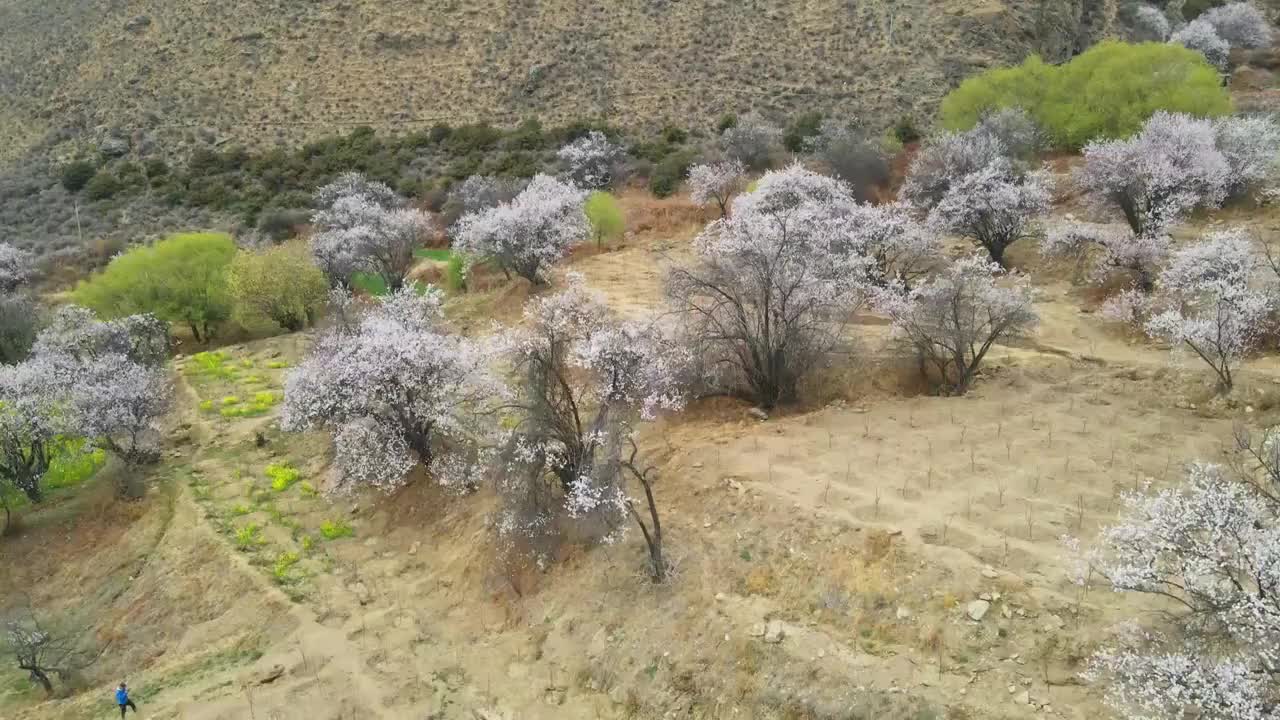 航拍西藏林芝桃花村视频素材