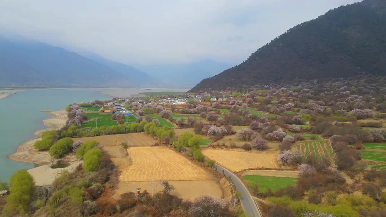 航拍西藏林芝雅鲁藏布江畔的野生桃花视频素材