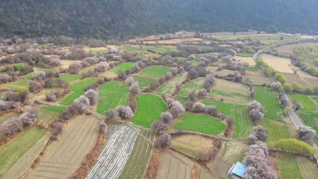 西藏林芝雅鲁藏布江田野的野生桃花视频素材