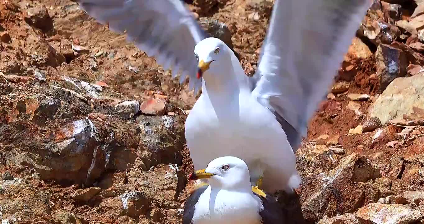 善于飞翔的海鸟：海鸥海岸岩石间浓情踩背视频下载