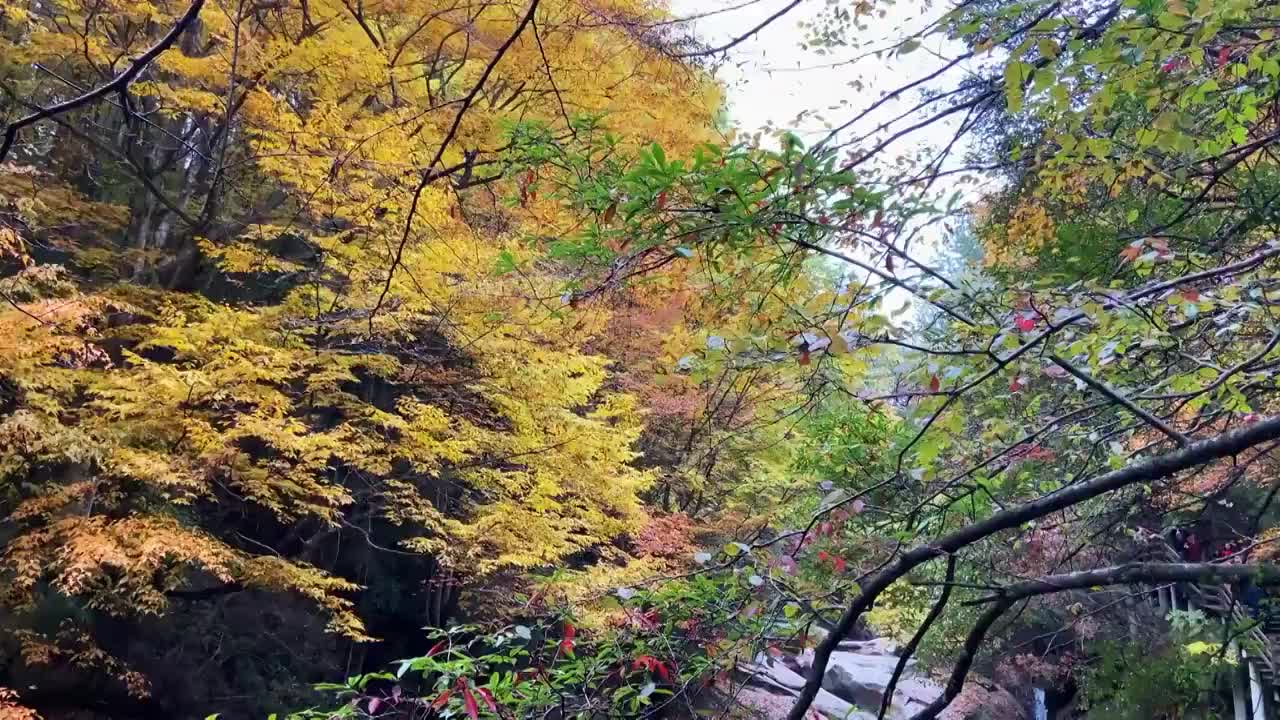 中国四川省巴中市南江县光雾山十八月潭风景区红叶视频素材