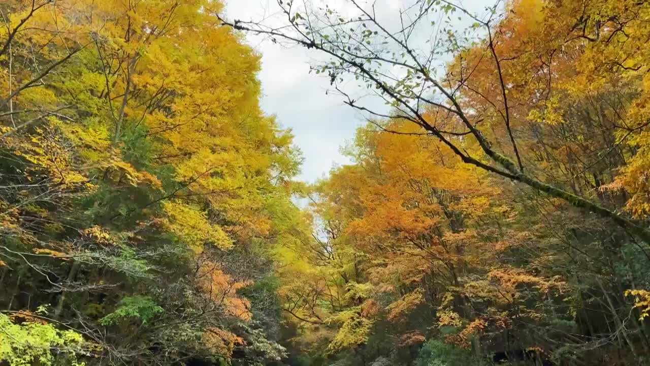 中国四川省巴中市南江县光雾山十八月潭风景区红叶视频素材