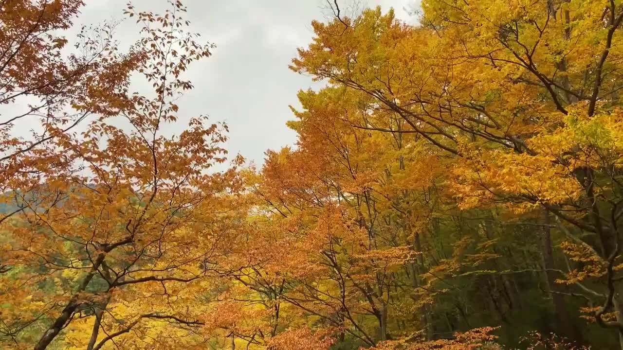 中国四川省巴中市南江县光雾山十八月潭风景区红叶视频素材