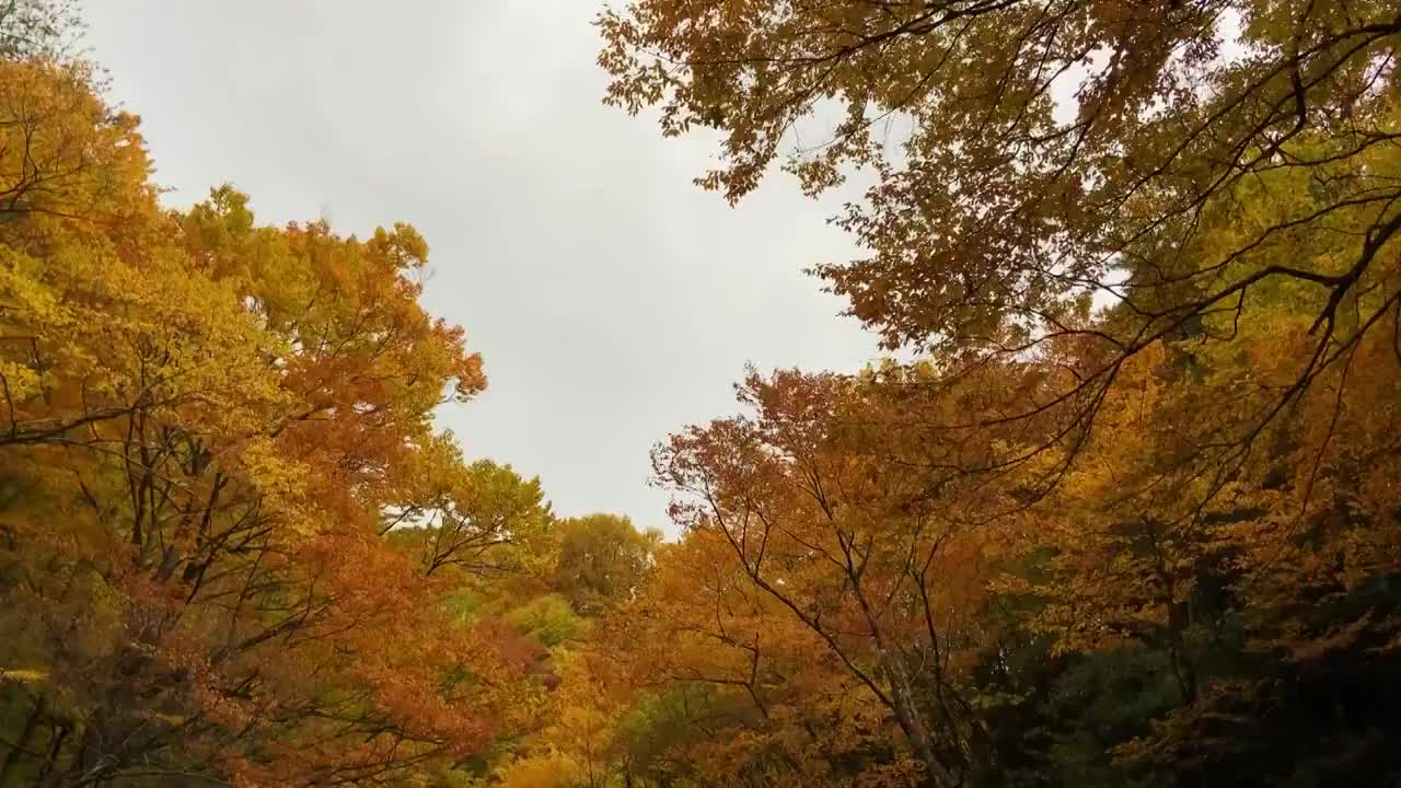 中国四川省巴中市南江县光雾山十八月潭风景区红叶视频素材