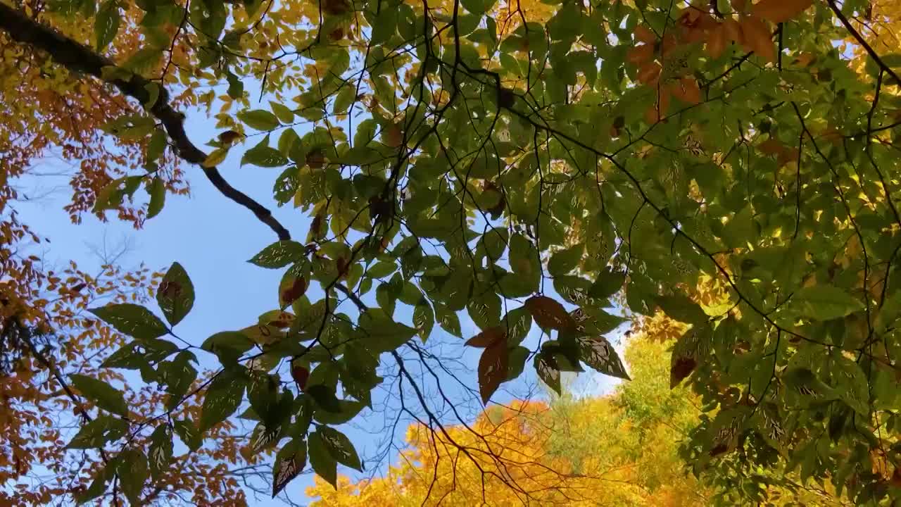 中国四川省巴中市南江县光雾山十八月潭风景区红叶视频素材