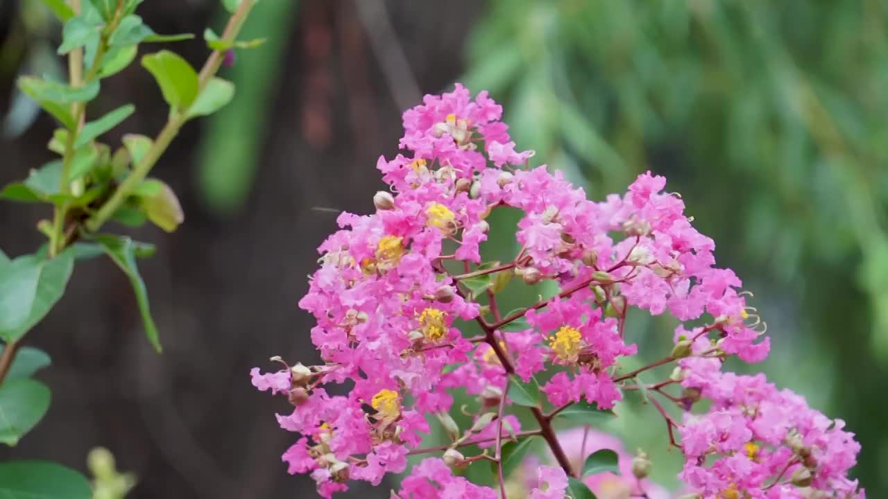 盛夏紫薇花盛开视频素材