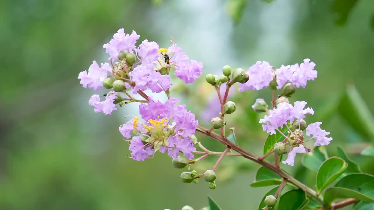 盛夏紫薇花盛开视频素材