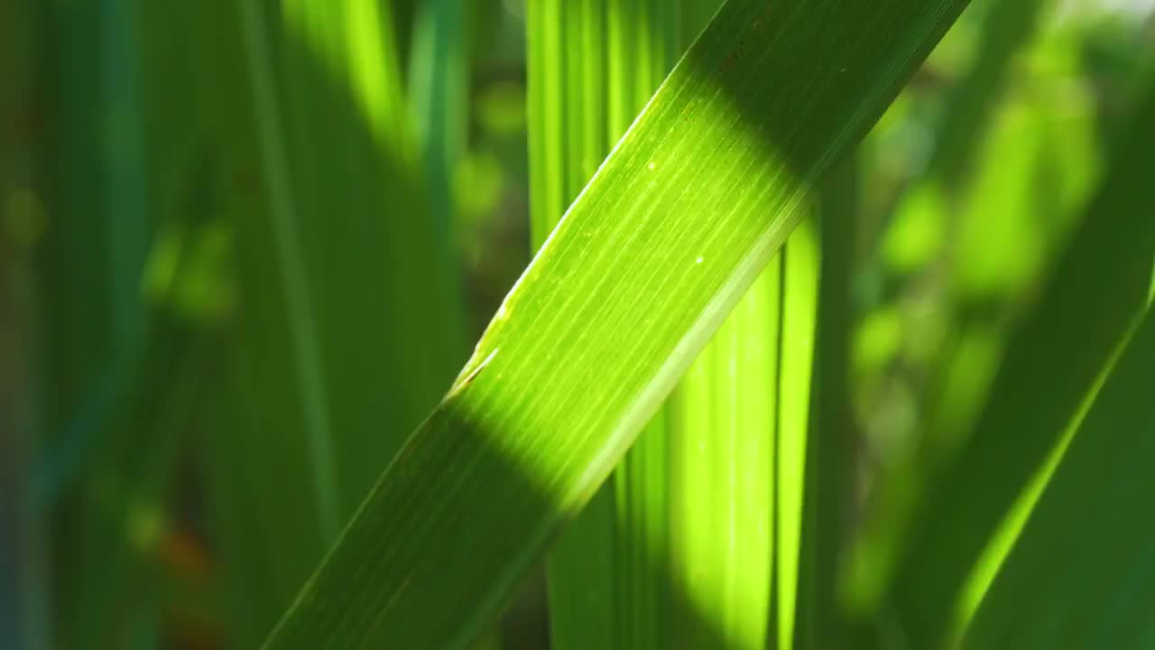 南方冬季光影迷人的菖蒲叶视频下载