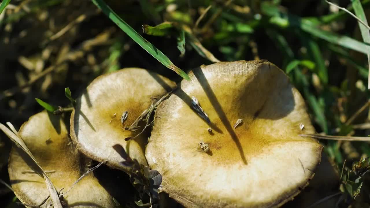 南方冬季阳光下的野生白蘑菇视频下载