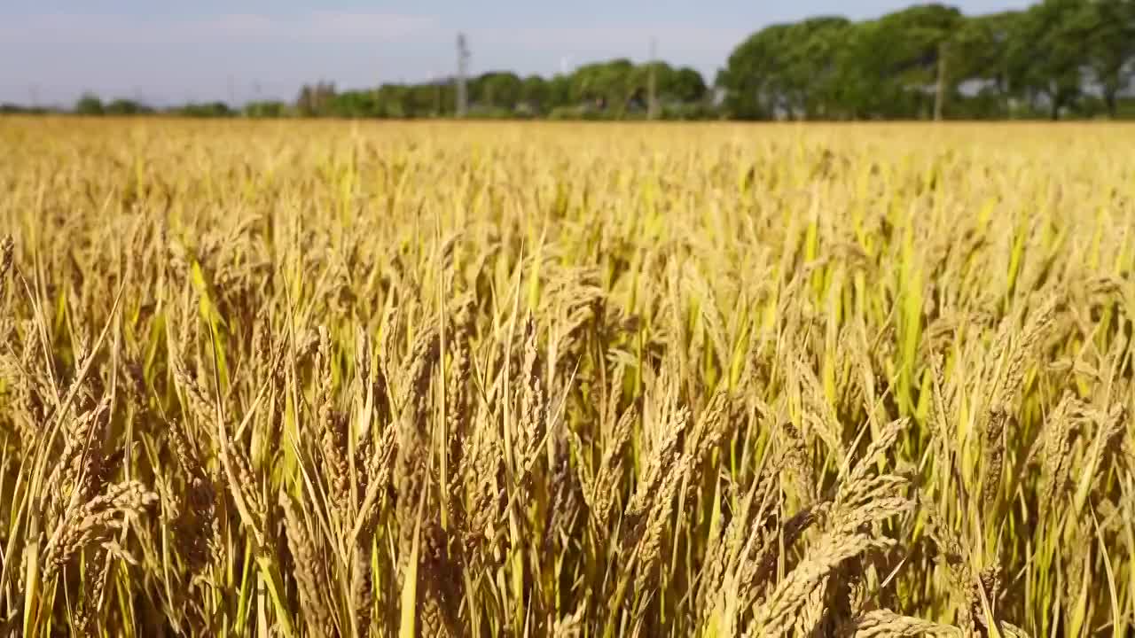 秋季江苏南京江宁区秣陵丰收的水稻田，稻花香里说丰年视频素材