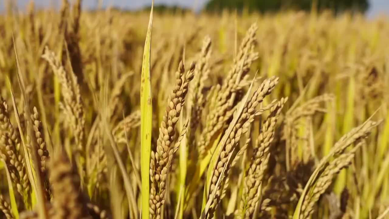 秋季江苏南京江宁区秣陵丰收的水稻田的稻穗视频素材