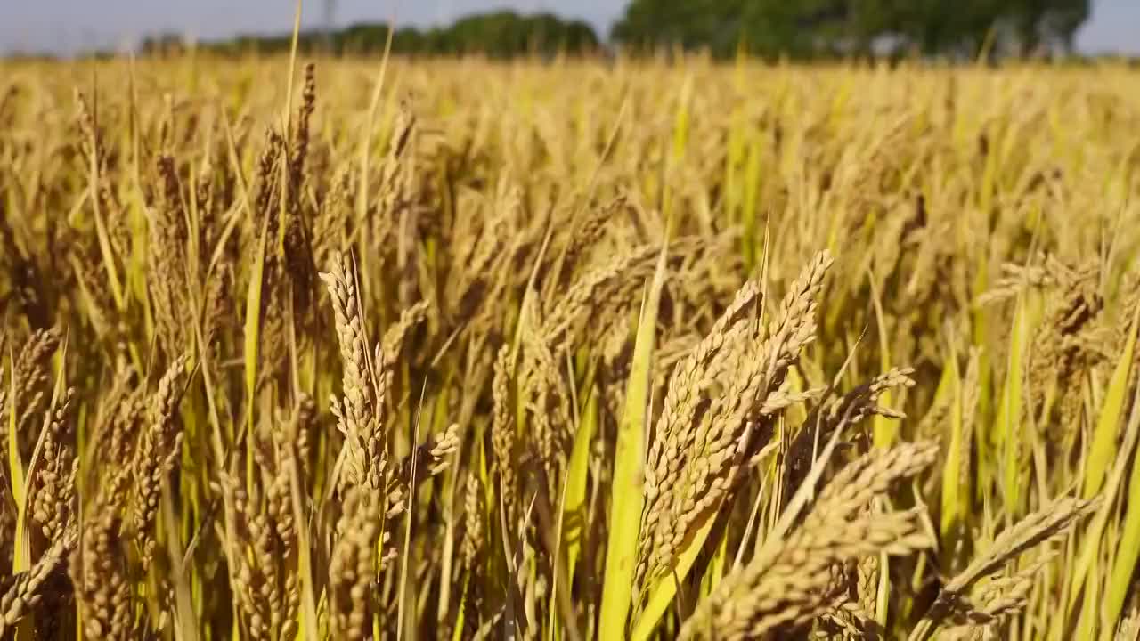 秋季江苏南京江宁区秣陵丰收的水稻田，风中摇摆的稻穗视频素材