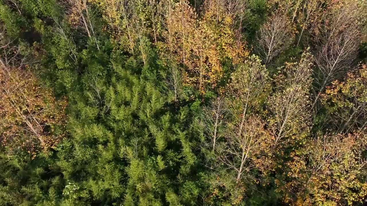 秋天白桦林视频素材