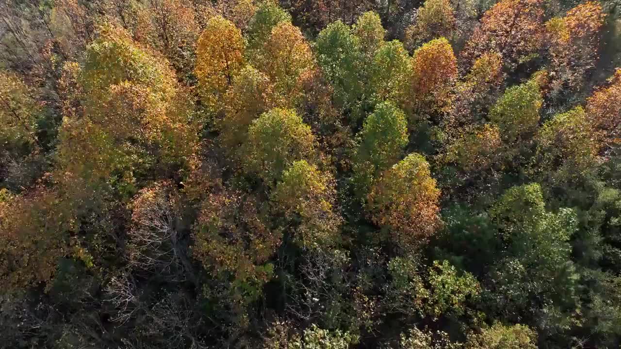 秋天白桦林视频素材