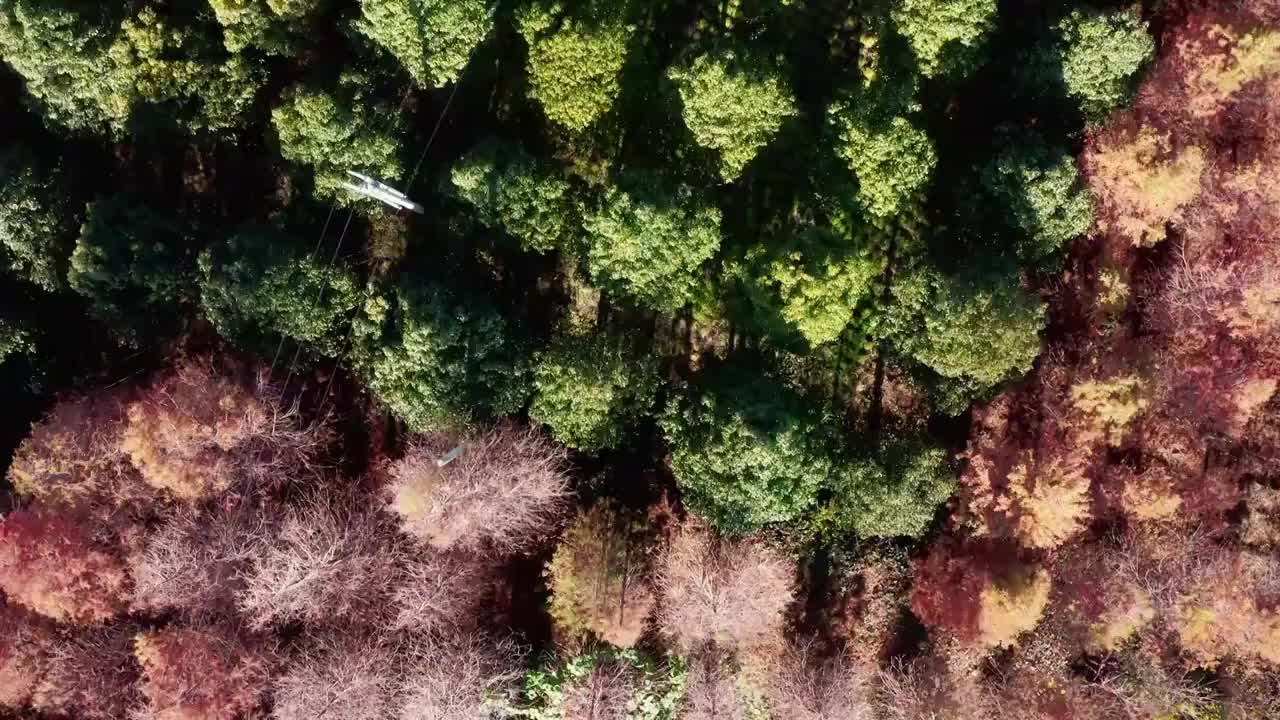 云南水杉航拍视频素材