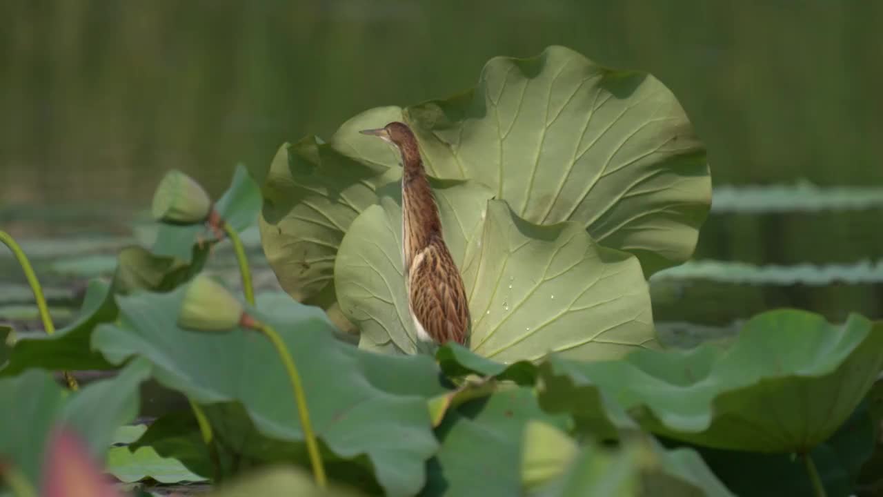 荷塘里的黄苇鳽视频素材