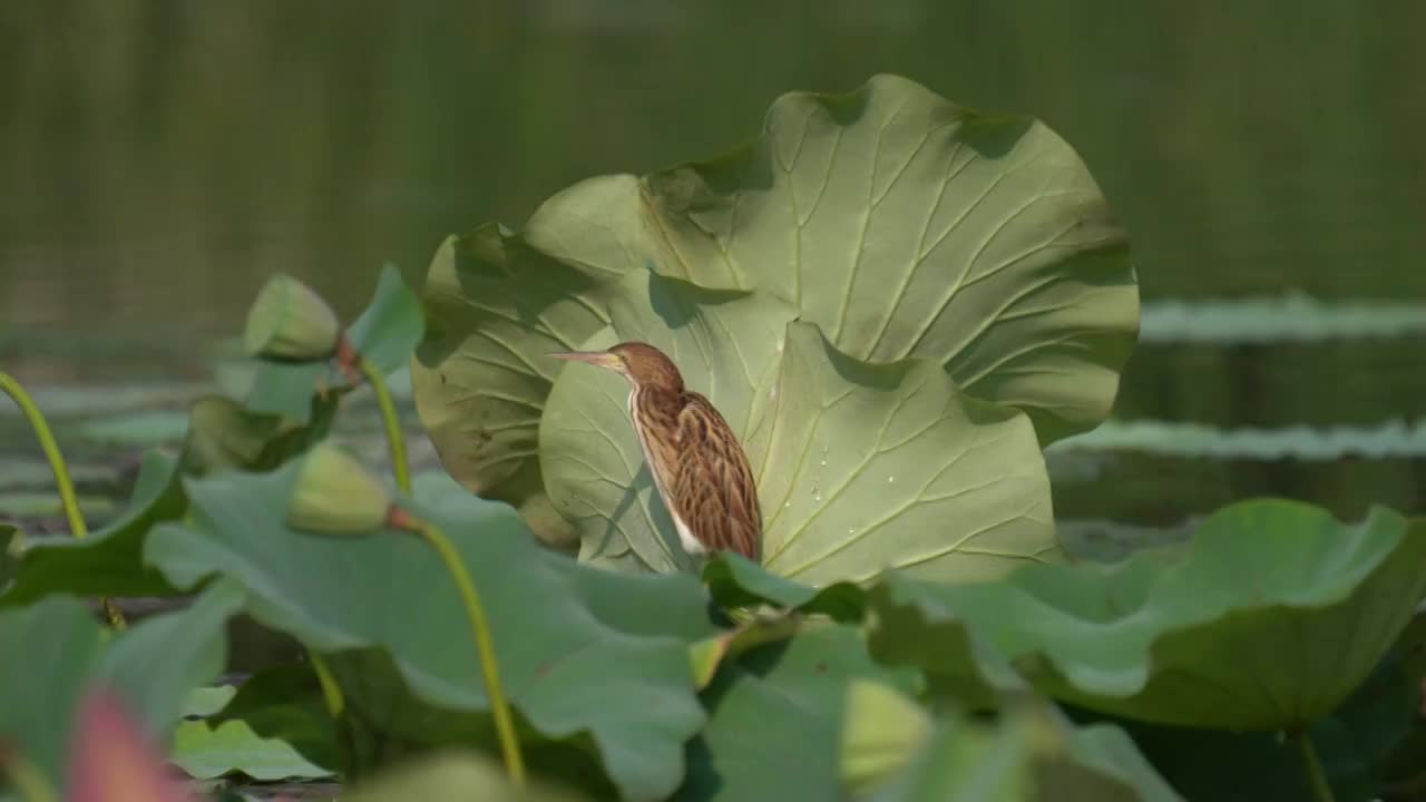 荷塘里的黄苇鳽视频素材