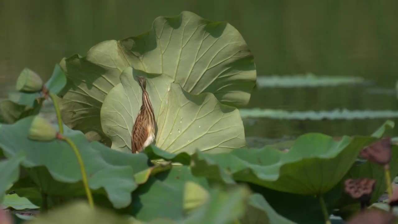 荷塘里的黄苇鳽视频素材