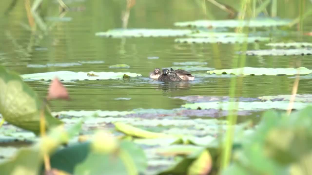 池塘里的小䴙䴘视频素材