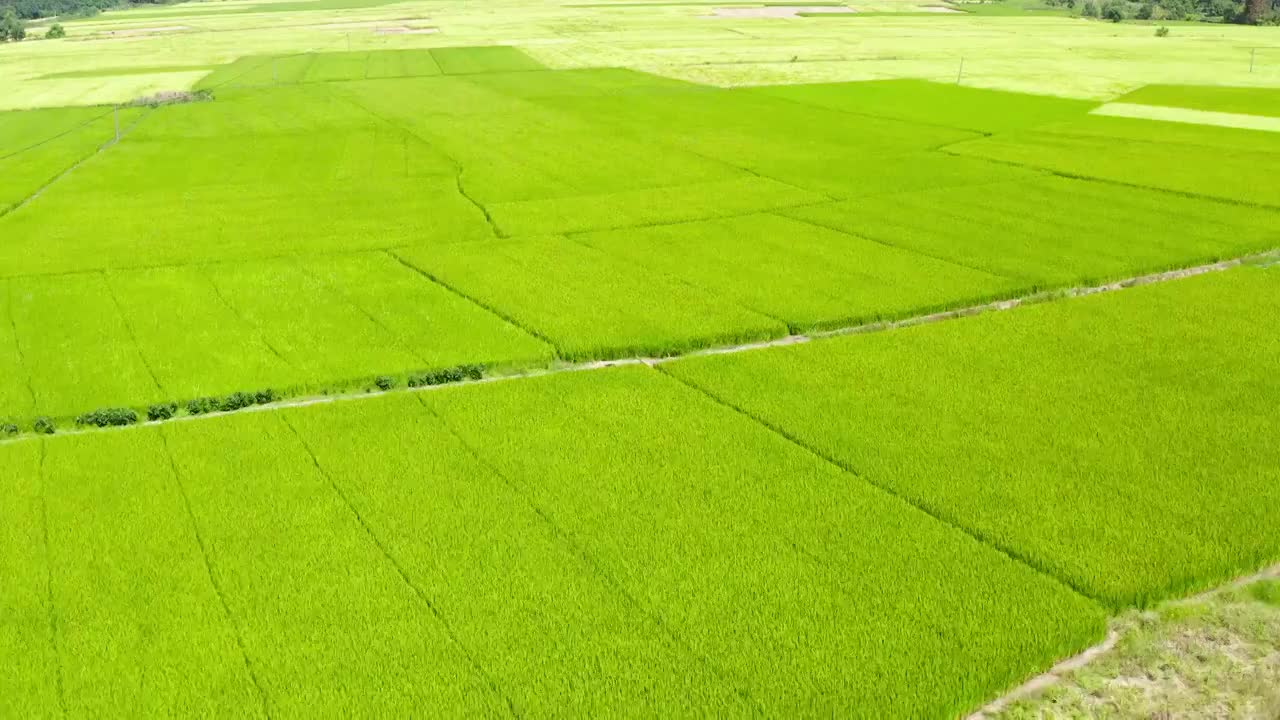 4k航拍乡村农田稻谷田野视频素材