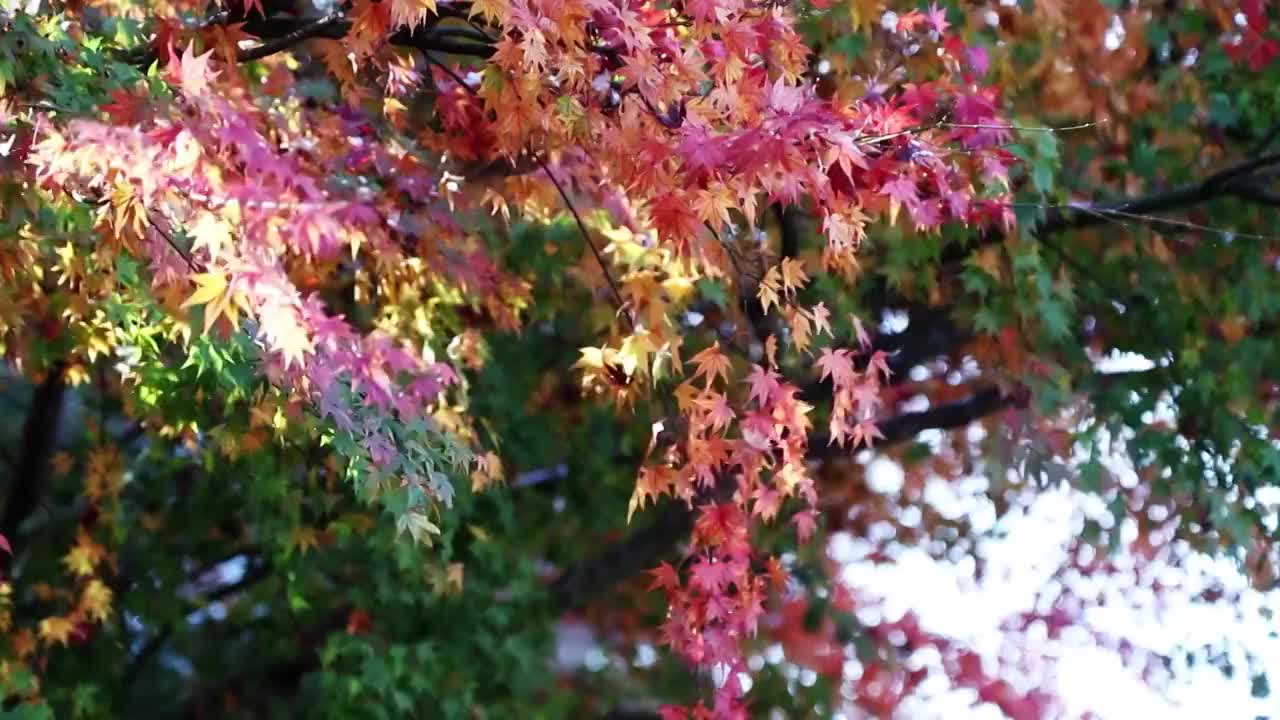 崂山北九水枫叶红视频素材