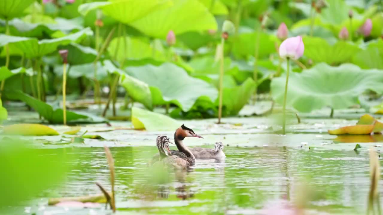 荷塘视频素材