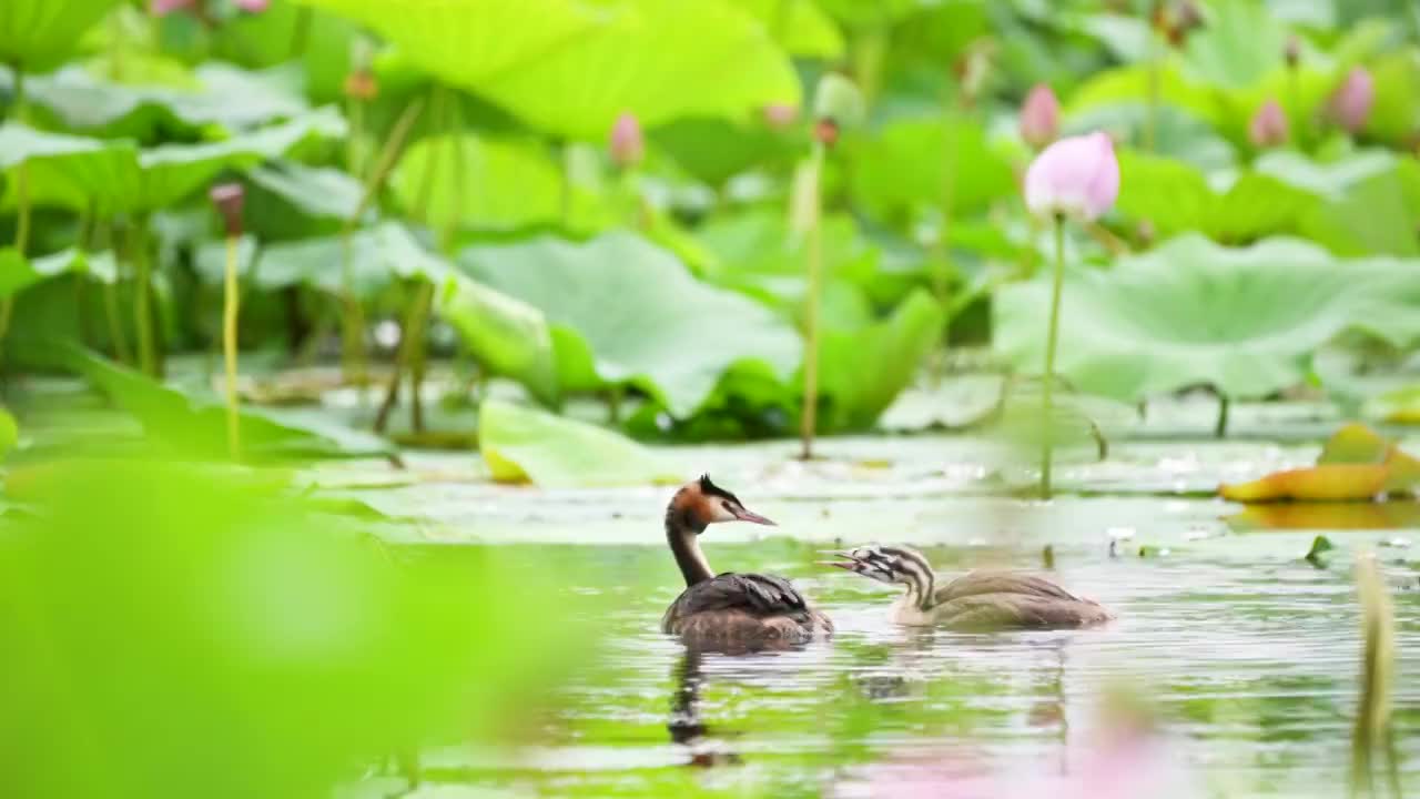 荷塘视频素材