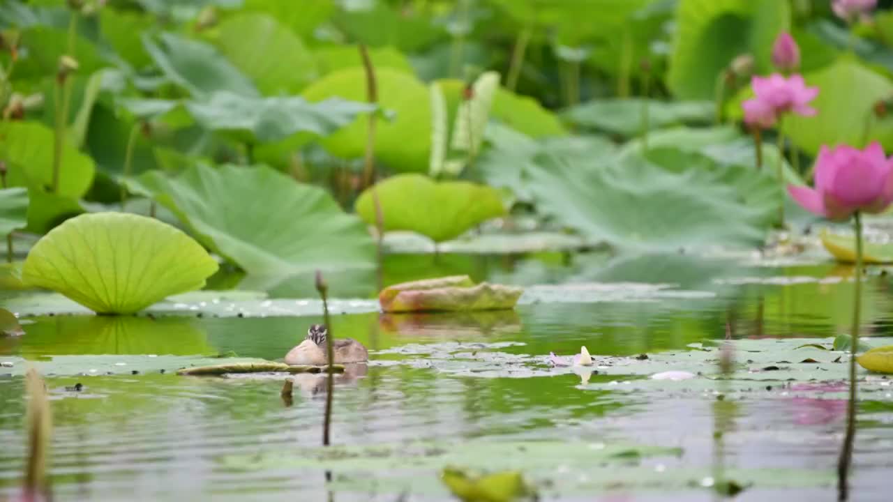 荷塘视频素材