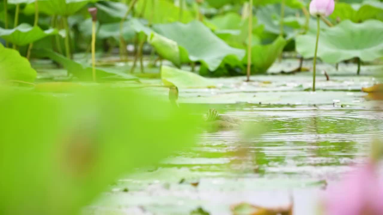 荷塘视频素材