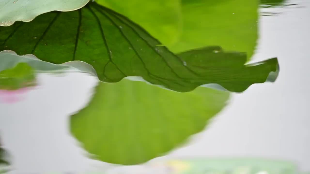 荷塘视频素材